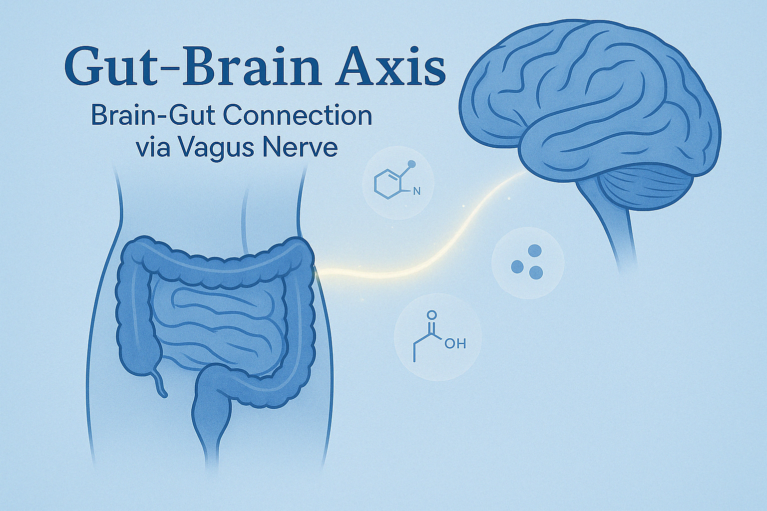 al illustraion shoiwng the Gut -Brain Axis is a bidirectional relationship via the Vagus nerve