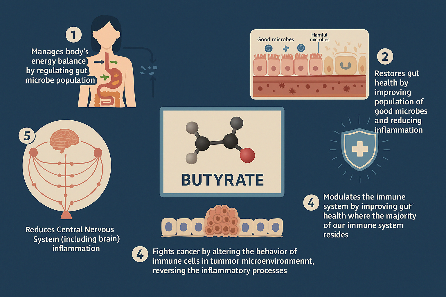 diagram summarises benefits of butyrate, supporting gut lining, gut brain axis and protecting against colon cancer