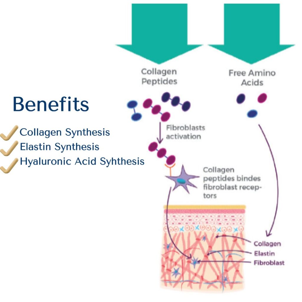 Diagram illustrating the benefits of collagen peptides for skin. Arrows show collagen peptides and free amino acids being absorbed and activating fibroblasts. Activated fibroblasts then increase the synthesis of collagen, elastin, and hyaluronic acid in the skin's dermal layer.