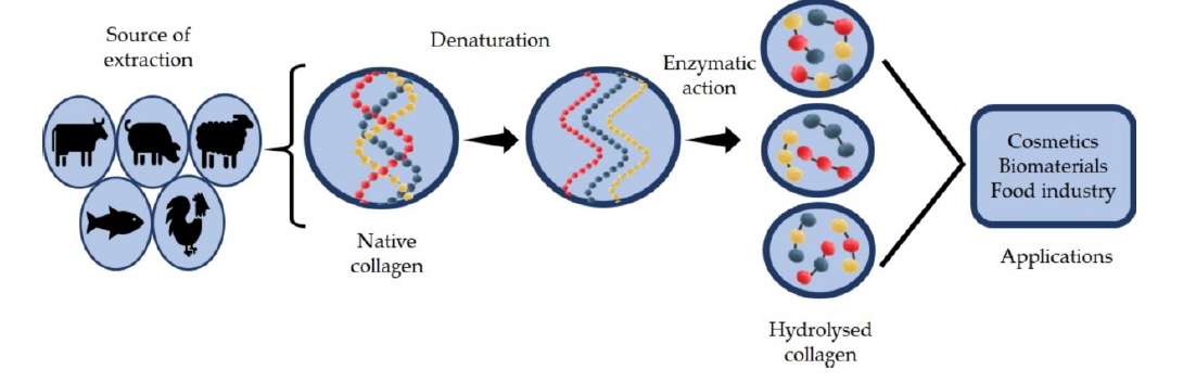 Infographic explaining the process of hydrolysis, showing a large collagen molecule being broken down by enzymes into smaller bioactive peptides, possibly with labels indicating "Collagen Protein" and "Bioactive Peptides."