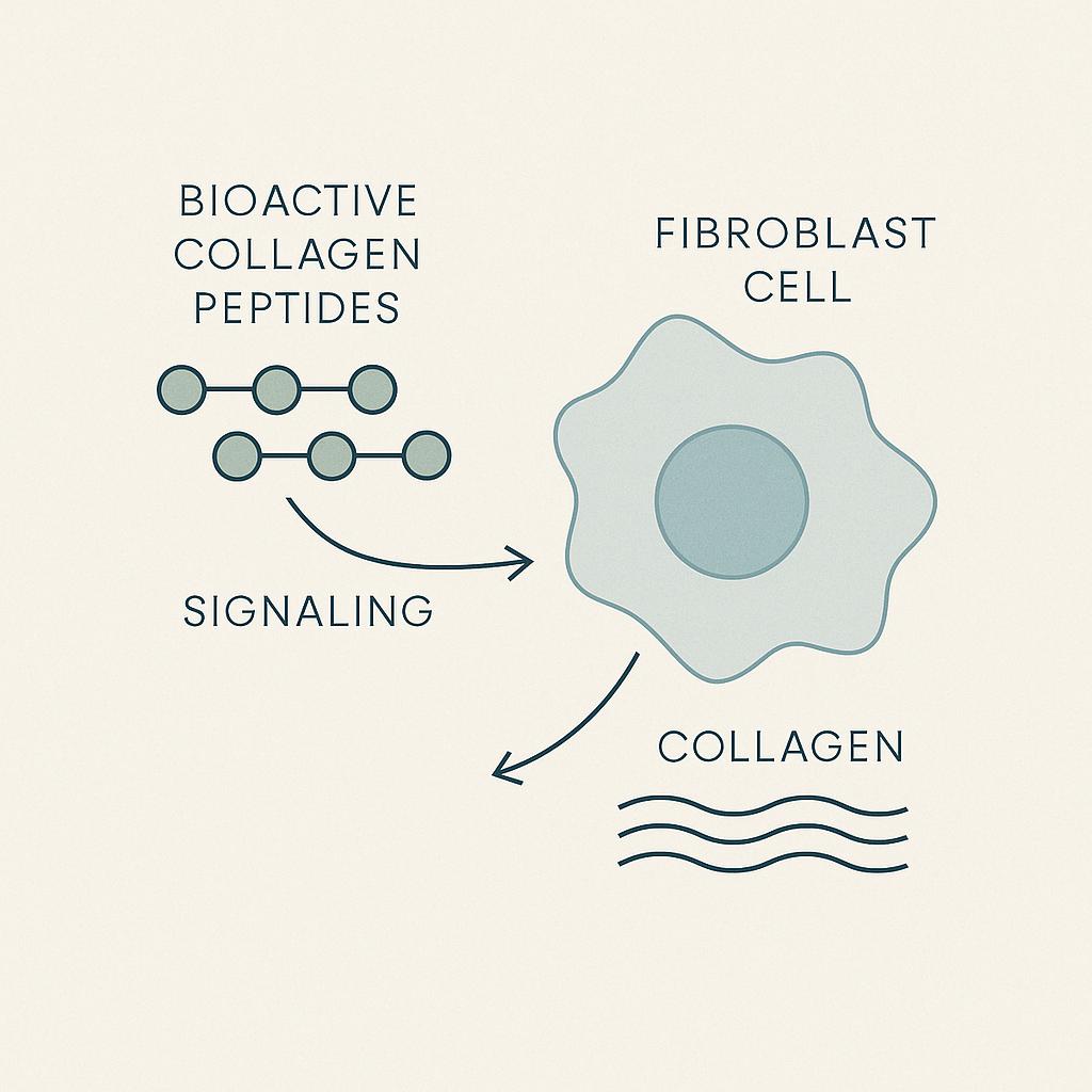 Simplified diagram showing collagen peptides signalling a fibroblast cell to stimulate collagen production.