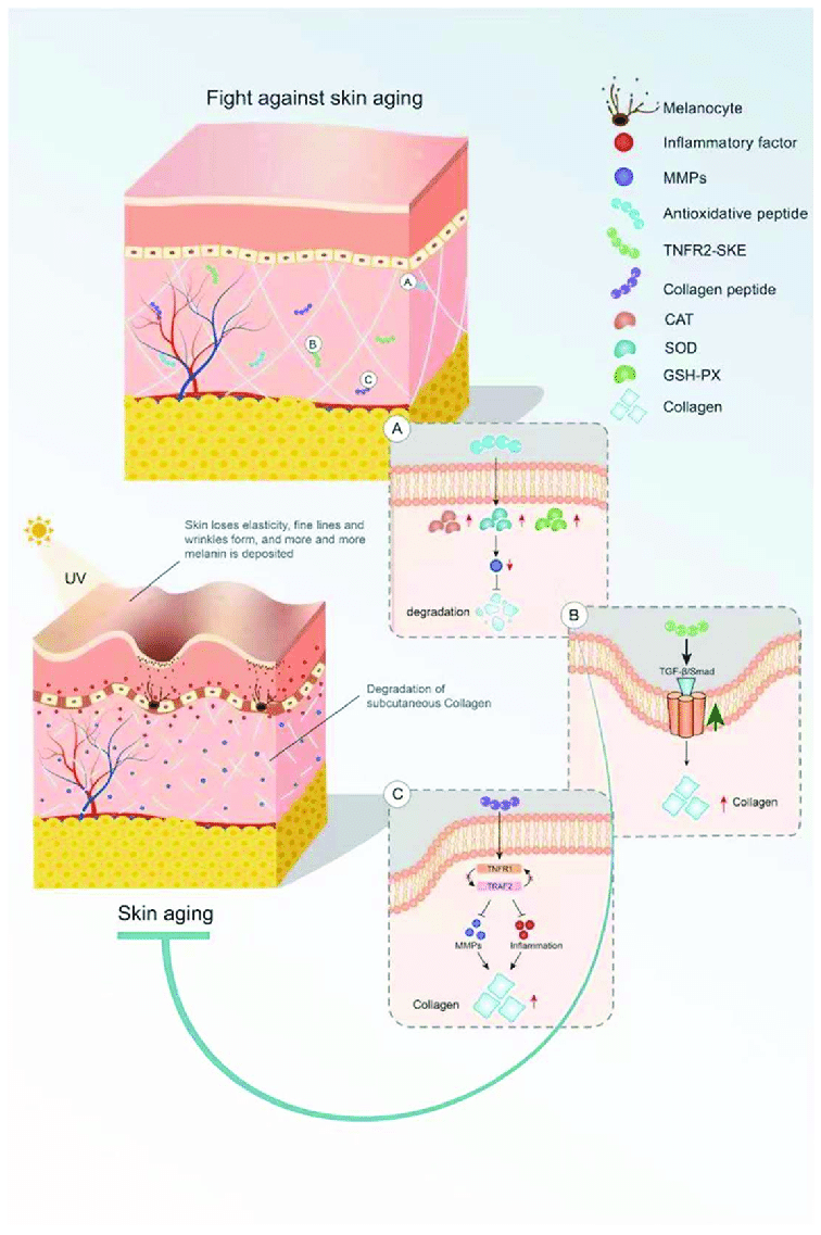 An illustration depicting collagen peptide molecules neutralizing free radicals (represented as damaging agents), possibly with a visual metaphor of protection or defense at a cellular level.