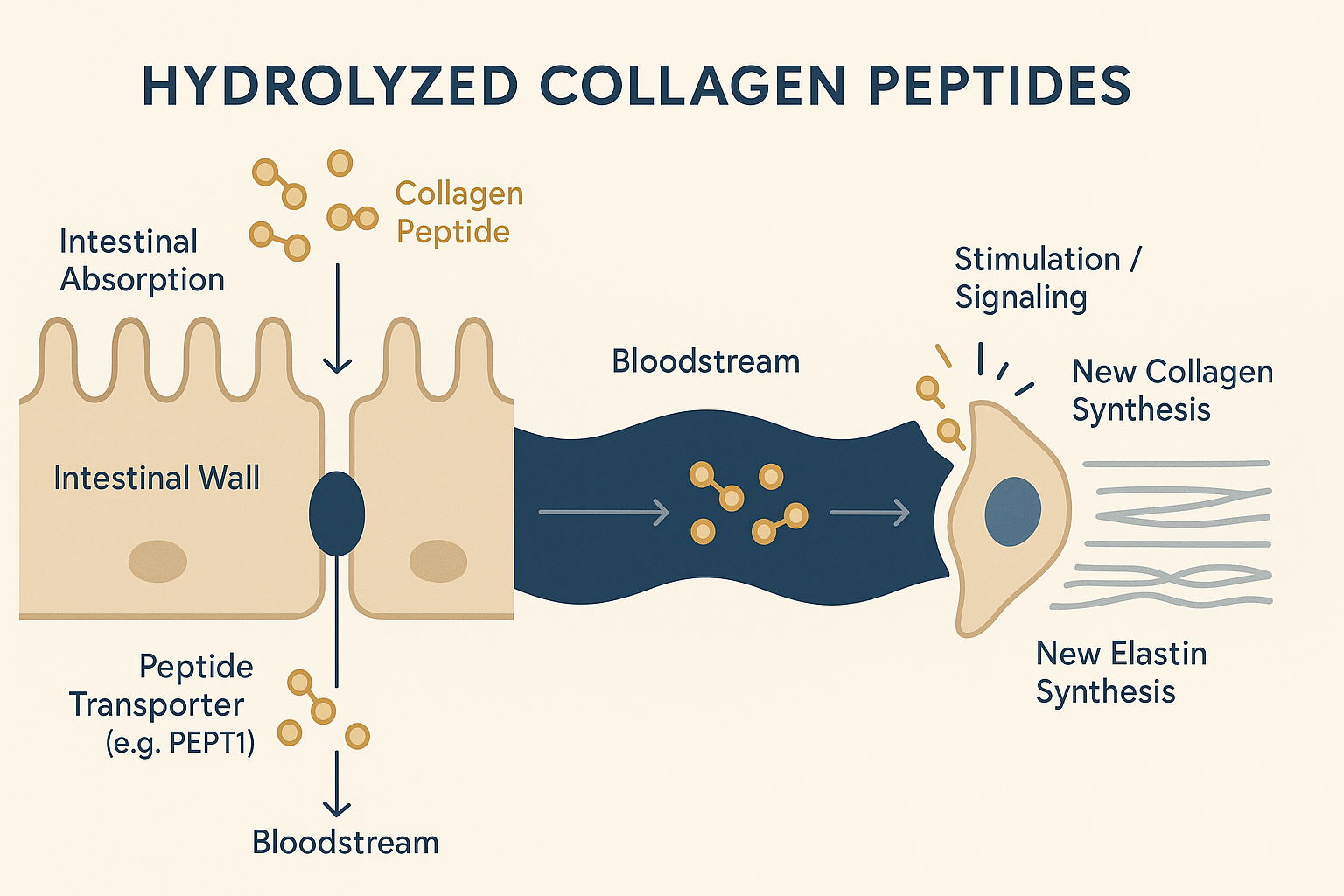 Diagram showing how absorbed hydrolysed bovine collagen peptides can signal skin fibroblasts to increase collagen and elastin production.