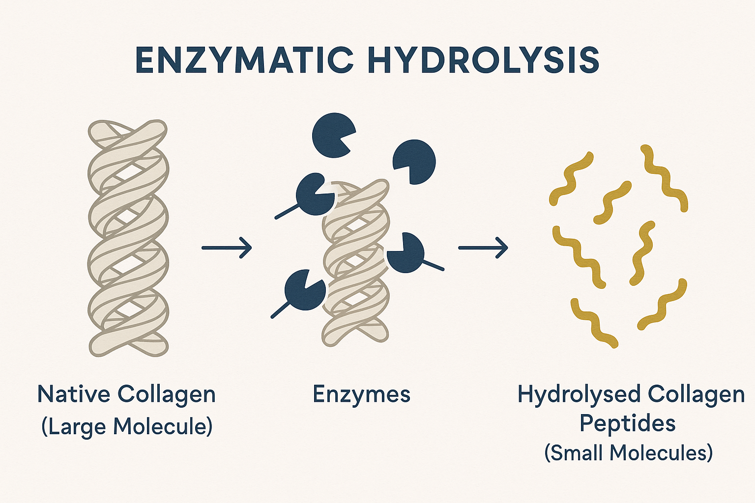 nfographic illustrating what are Hydrolyzed collagen peptides